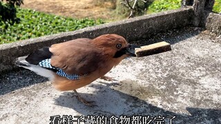 บังเอิญเจอนกที่เคยถูกปล่อยข้างทาง ตามไปดูแล้วรู้สึกเศร้าใจเป็นอย่างยิ่ง