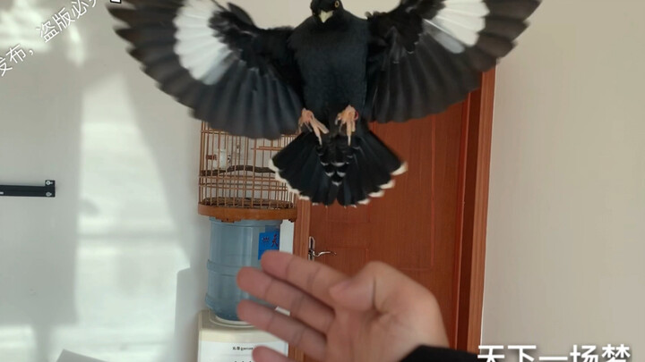 เลี้ยงไปเลี้ยงมา กลายเป็นของเล่นสำหรับคนรักความสวยงามที่ไม่ต้องใช้แบตเตอรี่เลยด้วย!