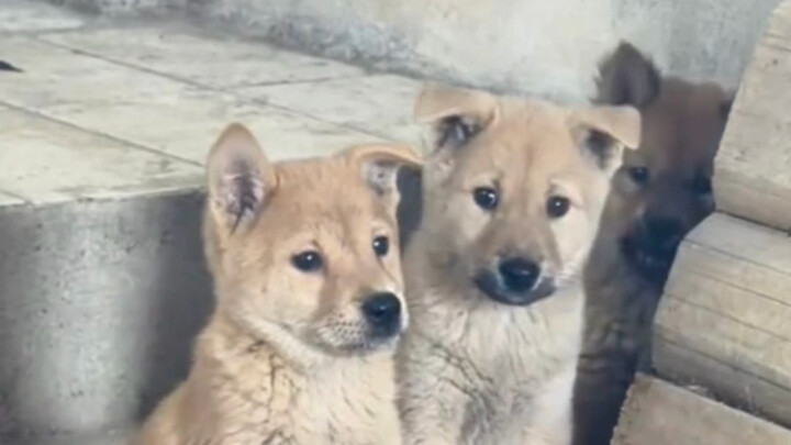 พี่น้องสุนัขตัวเล็กคอยปกป้องน้องชายสุนัขตัวเล็กอยู่ด้านหลังมาตลอด