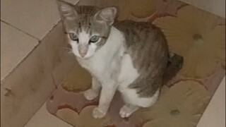 Akhirnya Tina Pulang Kerumah Lapar Ingat Makan • Pukul 07:52:14 WIB