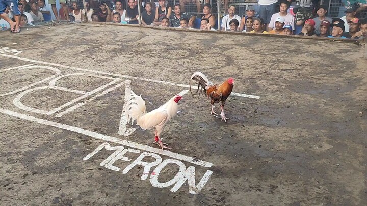 my white Hybreed. achievement 3x winner 😊