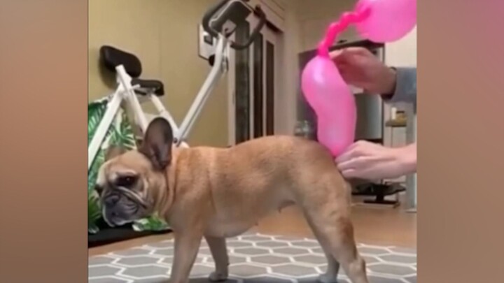 This dog… made me laugh for 3 minutes and 3 seconds!