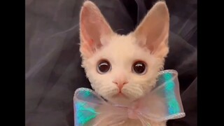 “她好像知道自己超级漂亮”