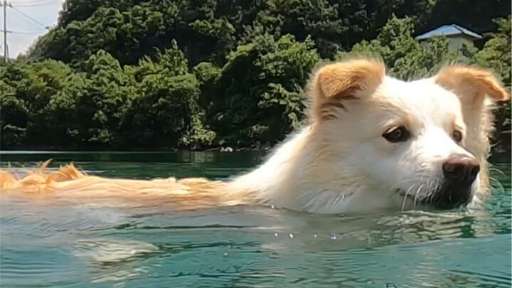 It’s summer—running’s too hot, so let’s take you swimming more often! #BorderCollieChenBella