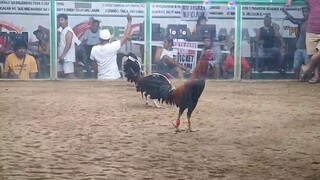 Asil Cross - Almost UNSCRATCHED....