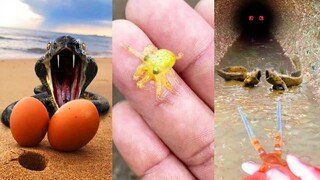 Catching Seafood 🦀 ASMR Relaxing (Catch Shark , Catch Fish ,Deep Sea Monster ) #599