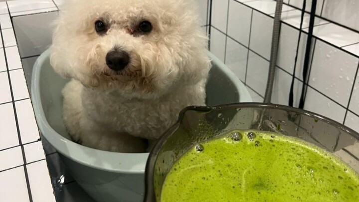 الجرو: أريد أن أصبغ هذا الشيء باللون الأخضر!