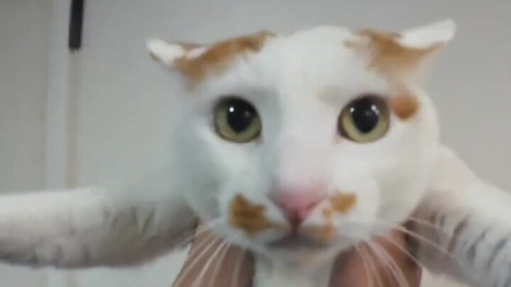 Vừa xấu vừa đáng yêu
