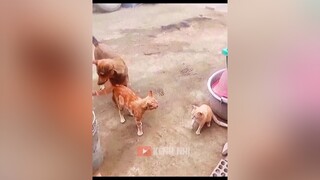Tấu hài động vật vui nhộn. giaitri vuinhon haicuoi haihuoc