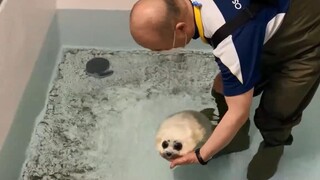 Look at this cute one-month old sea leopard swimming about