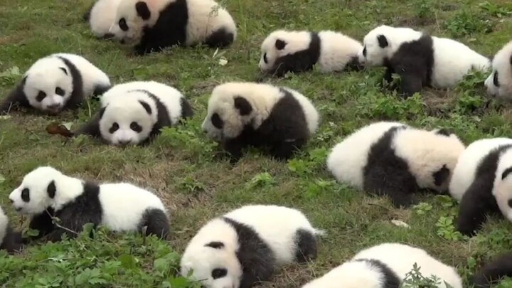 “A Gathering of Cute Birds”