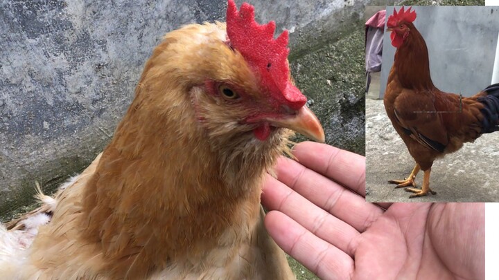 Khi bạn đang vuốt ve gà mái, con gà trống bên cạnh chỉ dám giận mà không dám nói gì (tiếng gáy thật 