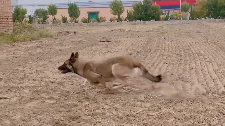 พลังระเบิดของลูกสุนัขในเสี้ยววินาที