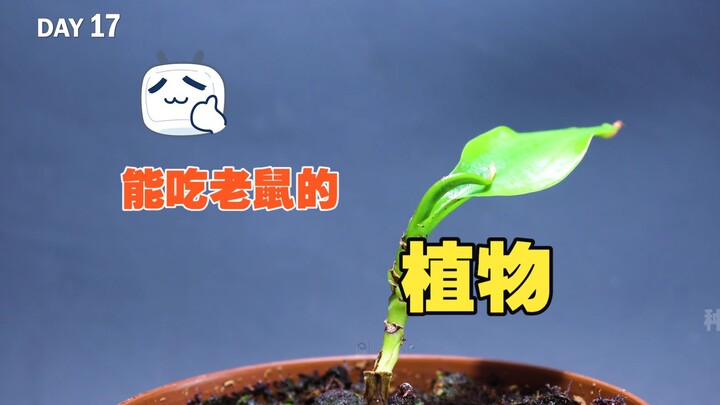 Tanaman yang bisa memakan tikus ketika dewasa, 99% orang belum pernah benar‑benar melihatnya!!~
