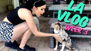 LA Vlog - Week 3