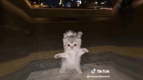 meow