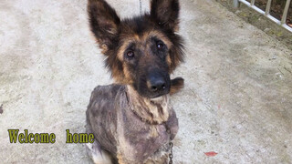 Anjing Gembala Jerman Yang Kurus Kerempeng. Selamat Bergabung Decai!