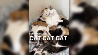 看点可爱搞笑的猫咪