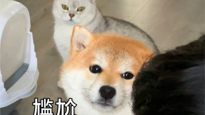 柴犬：哎麻，不小心戏演过头了