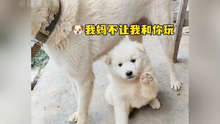 Dog Mom: If you want to play, just have your own litter.