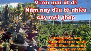 vườn mai út dể năm nay đầu tư mai vàng nhiều quá