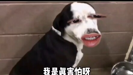 What If Animals Could Talk 2