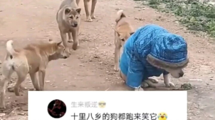 Động vật về làng đón năm mới, 18 cái tát của mèo thành phố, trời quá lạnh không thể mặc quần áo cho 