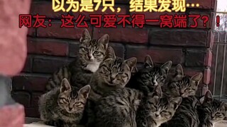 عثرت على مجموعة من قطط ليهوا في زاوية الحائط، ظننت في البداية أن عددها 7 فقط، لكن اتضح وجود المزيد! 