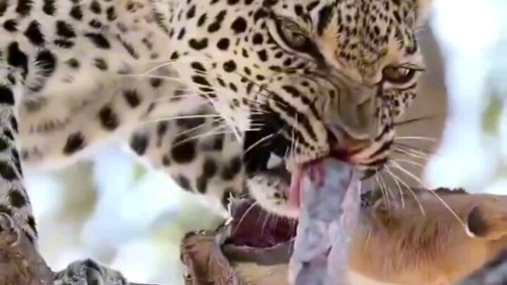 A compilation of fierce predators at feeding time. Leopard: I’ve been practicing eating intestines f