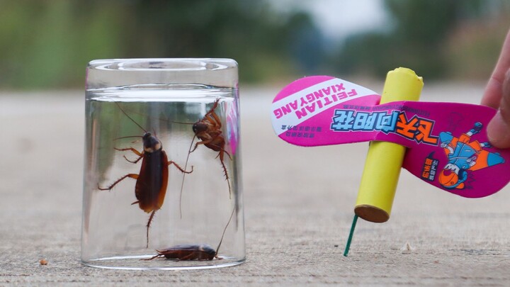 Chuyện gì sẽ xảy ra khi cho “pháo bay” và “tiểu cường” vào trong bể kính?