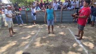 sabong
