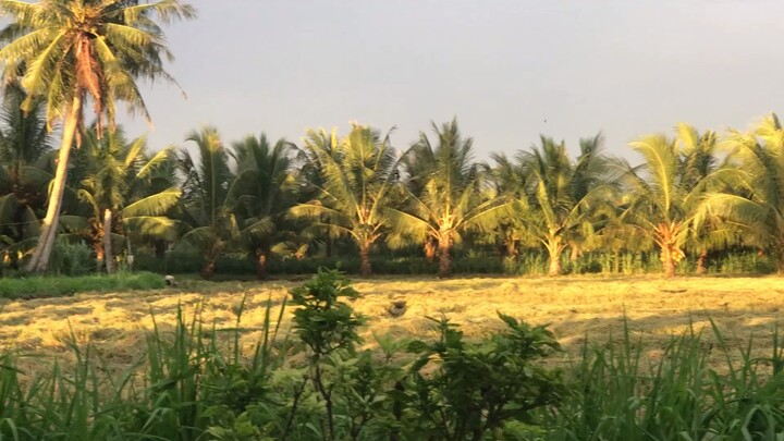 Đồng lúa