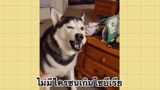 เพื่อนตัวน้อย สัตว์เลี้ยงแสนซน : ไม่มีใครซนเกินไซบีเรีย