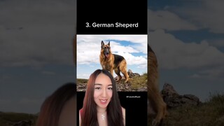 5 JENIS ANJING TERPINTAR DI DUNIA‼️😱 #shorts #anjinglucu