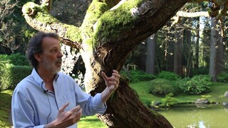 UBC Nitobe Garden - Tree Talks and Walks