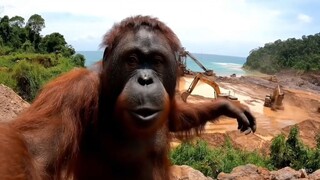 save raja amapat