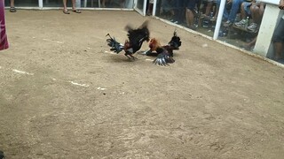 angat sarado galing