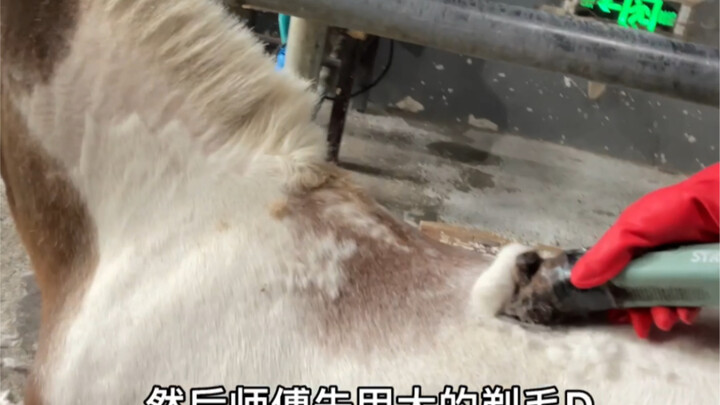 Little Pony's Haircut Story
