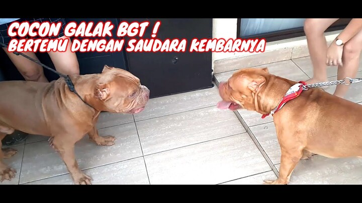 COCON GALAK BANGET ! BERTEMU DENGAN SAUDARA KEMBARNYA #hewiepitbull