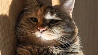 The cat is so tired. When will this miserable life of eating and sleeping end?