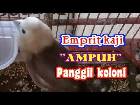 panggilan suara emprit kaji memanggil koloni langsung nyaut.