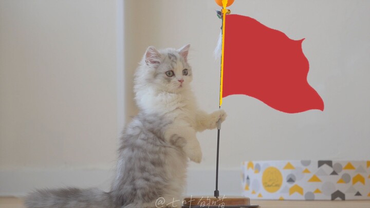A $9.9 automatic cat-entertainment gadget that’s practically indestructible!