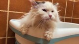 Tắm cho mèo