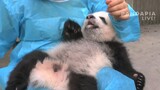 Panda: Saya Suka Minum Susu dari Botol