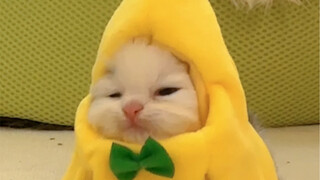 Banana Cat sắp tới rồi!