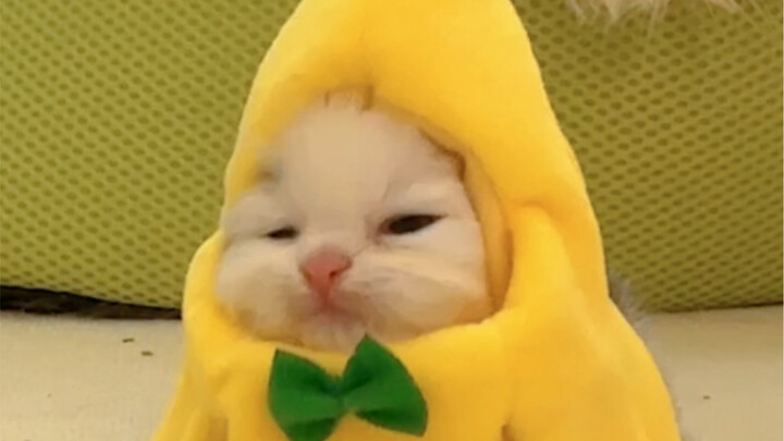 Banana Cat is coming!