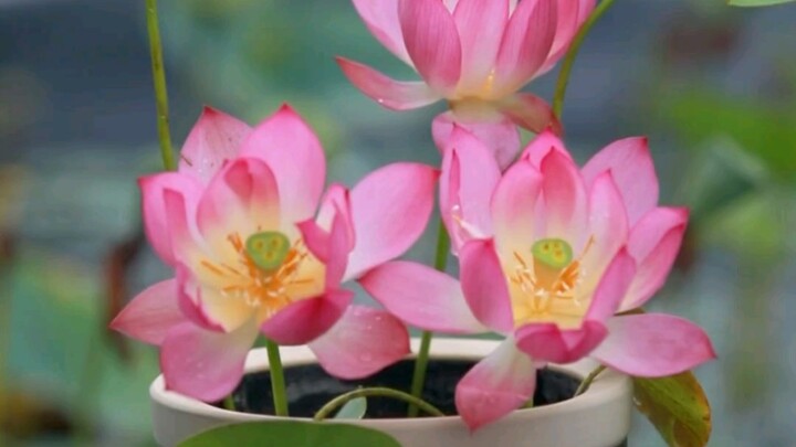 This miniature lotus blooms even when planted in a bowl; its blossoms are smaller than a palm, makin