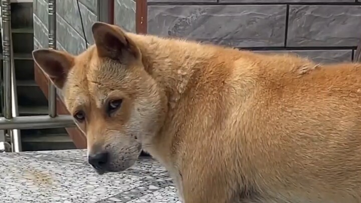 Cún con, cậu cũng lo lắng cho loài người sao?