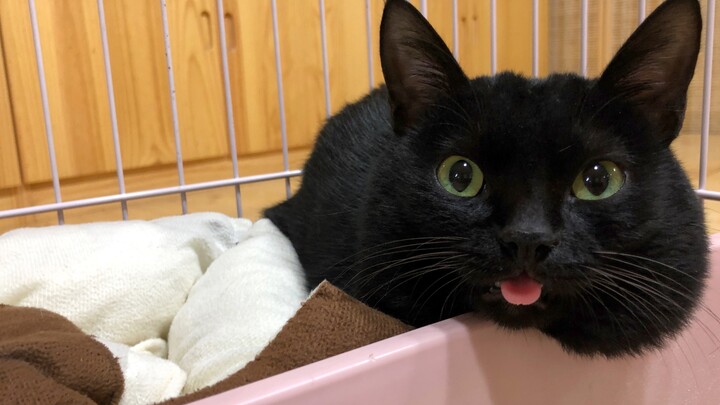 Setelah menggigit dokter sekali, si kucing menjaga sepanjang hari—sedikit-sedikit saja.