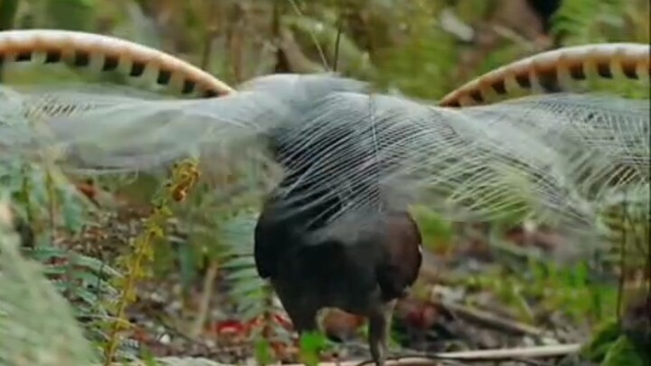 Lyrebirds practice vocalizations and courtship displays